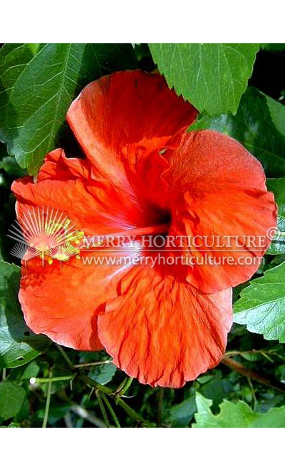 Hibiscus rosa-sinensis 'Paramaribo' red